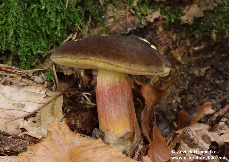 Matt Bolete, Xerocomus pruinatus (Mushrooms, Fungi)